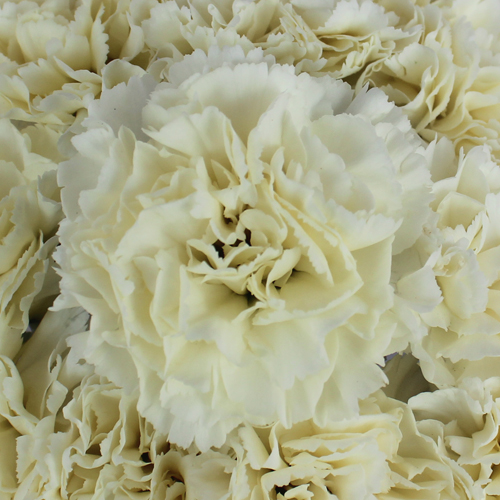 Cream Carnations Bulk Flowers FiftyFlowers