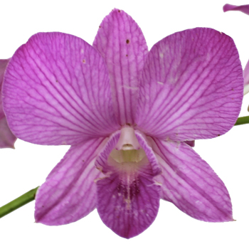Glitzy Ribbons Fresh Orchid Lei