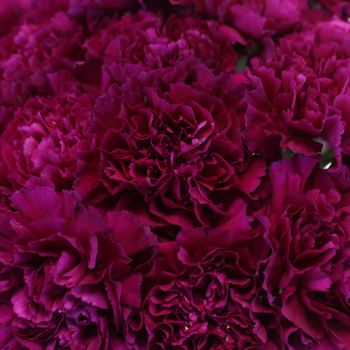 Golem Fuchsia Purple Wholesale Carnations Up close