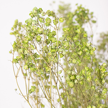 Zesty Light Green Dried Baby's Breath