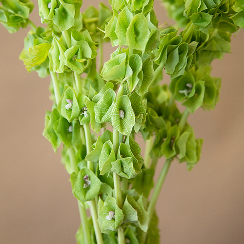 Bells of Ireland Molucella Greenery