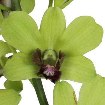 Green Geisha Loose Orchid Blooms