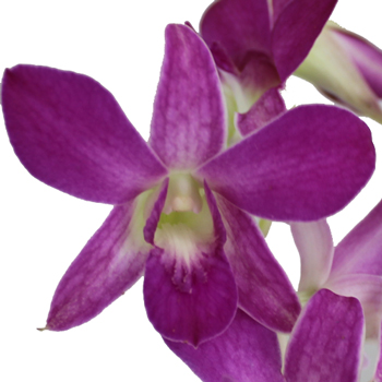 Hawaiian Luau Loose Orchid Blooms