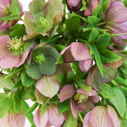 Rose Berry Wedding Designer Hellebore Flowers FiftyFlowers