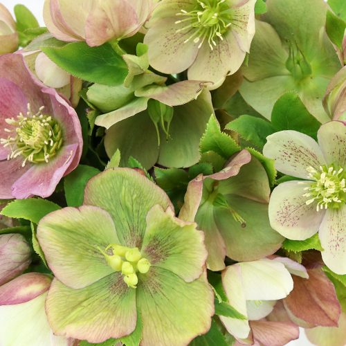 Hues of Pink Designer Hellebore Flowers