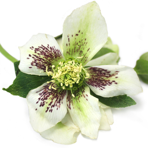 White Spotted Hellebore Flowers