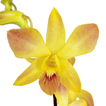 Hot and Spicy Loose Orchid Blooms