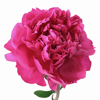 Hot Pink Alexandra Flemming Peony Stem