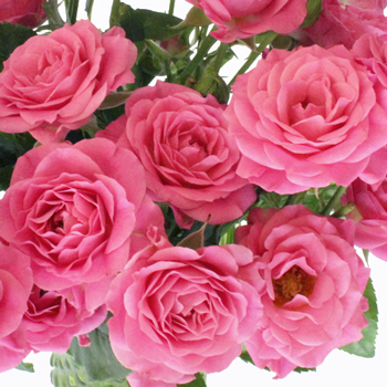 Hot Pink Spray Roses