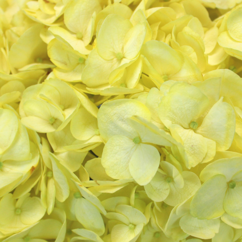 Hydrangea Yellow Spray Tinted Wholesale Flowers FiftyFlowers