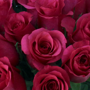 Janeiro Dark Pink Rose | Wholesale Rose 