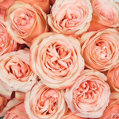 Peach Encounter Rose