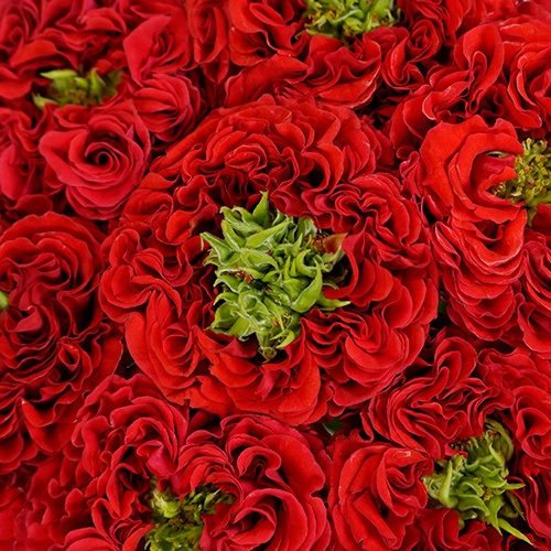 Unique Latin Red Garden Rose | Bulk Rose | FiftyFlowers