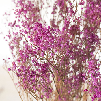 Bubble Bath Pink Dried Gypsophila