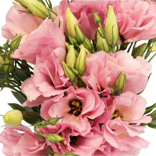 Bulk Designer Light Pink Lisianthus Flowers | FiftyFlowers