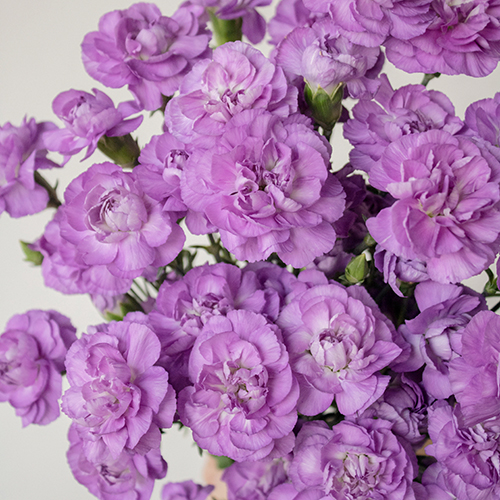 Moonberry Light Purple Mini Carnation Flowers Wholesale Flowers