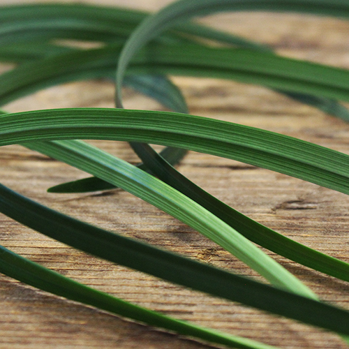 Lily Grass Green Filler Flower