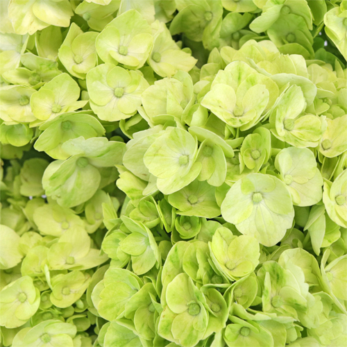 Hydrangea Lime Green Flower Wholesale Flowers FiftyFlowers