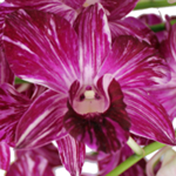 Maroon Mayhem Loose Orchid Blooms