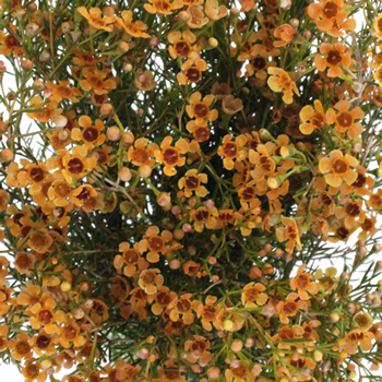 Light Orange Enhanced Wax Flowers May 16th to November 30th Delivery