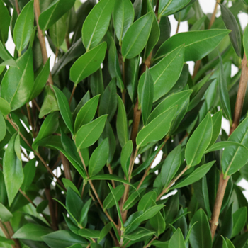 Myrtle in Green