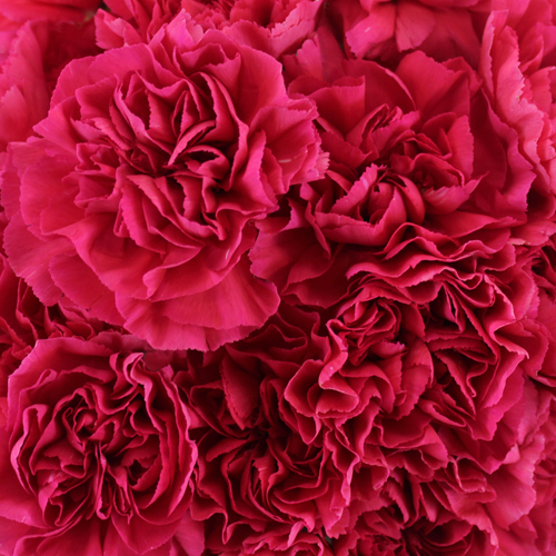 Dark Pink Carnations Wholesale Flowers FiftyFlowers