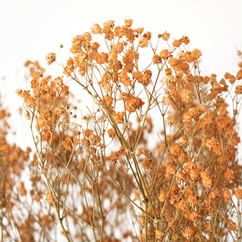 Roller Skate Orange Dried Baby's Breath