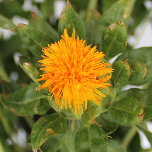 Bulk Safflower Wedding Flowers