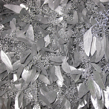Silver Seeded Eucalyptus for Weddings