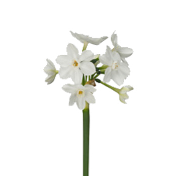 narcissus wholesale bulk flowers fiftyflowers how to make a paper narcissus flower