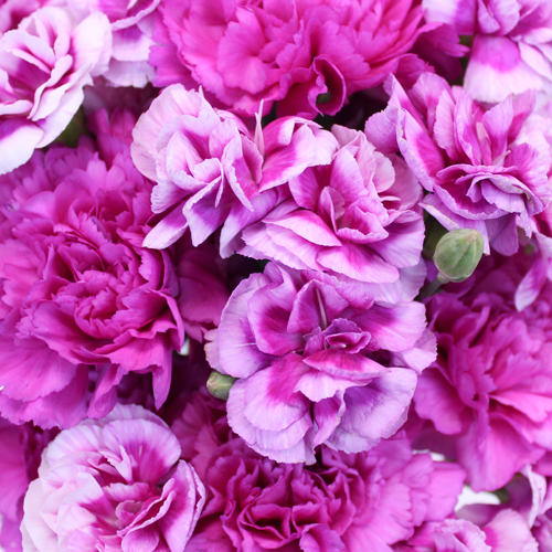 Passionate Purple Carnation Mix Pack Wholesale Flowers FiftyFlowers