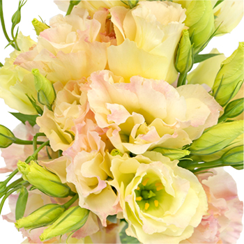 Hues of Apricot Lisianthus Flower for October to May Delivery