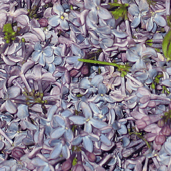 Periwinkle Lilac Dried Petals
