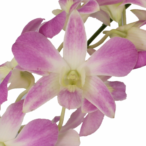 Pink Charming Dendrobium Orchid Flower