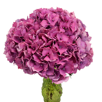 Hydrangea Raspberry Flower Hydrangea Raspberry Flower