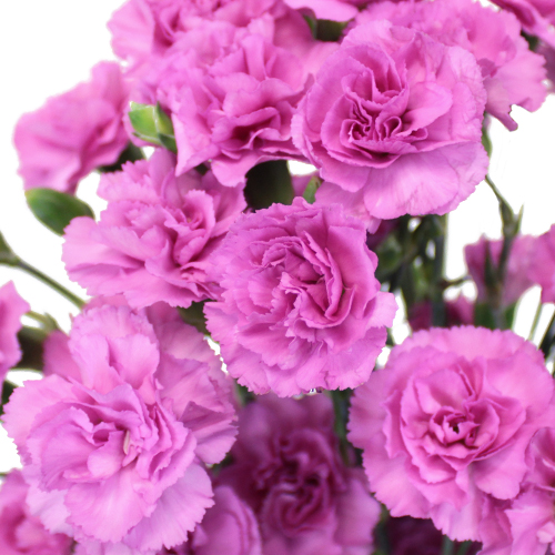 Pink Lilac Mini Carnation Flowers Bulk Flowers FiftyFlowers