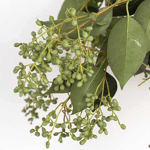 Green Privet Berries Wholesale Fall Greens | FiftyFlowers.co