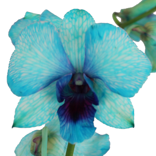 Psychedelic Blue Loose Orchid Blooms