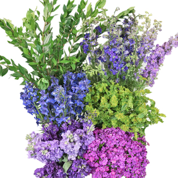 Purple Blooming Spring Combo Pack
