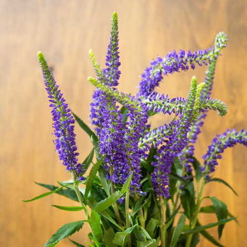 Veronica Flower Purple with Blue Hues