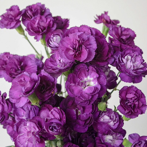 Moonique Purple Mini Carnation Flowers