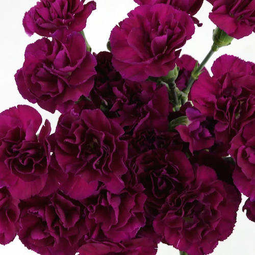 Purple Mini Carnation Flowers Bulk Flowers FiftyFlowers