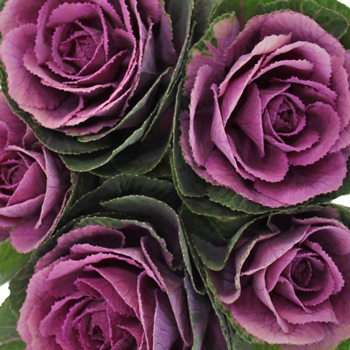 Kale Purple and Green Fresh Flower