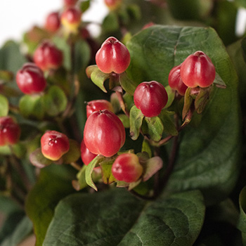 hypericum berries poisonous