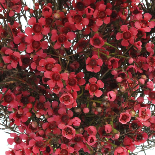 Enhanced Mixed Rainbow Wax Flowers