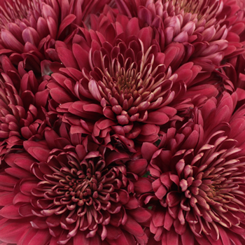 Fall Terracotta Chrysanthemum Flower Fiftyflowers Com