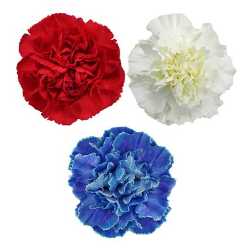 Red White and Blue Carnation Pack DIY Wedding Flowers FiftyFlowers