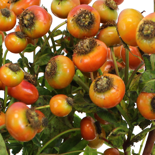 Fresh Cut Rose Hips for Flower Design