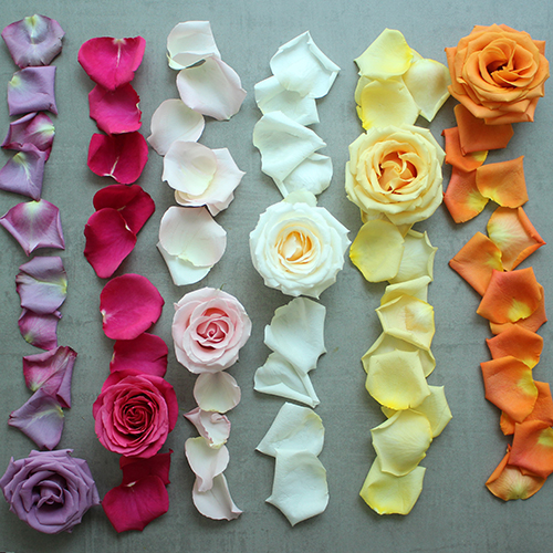Valentine's Romantic Roses and Petals DIY Combo Pack DIY Wedding