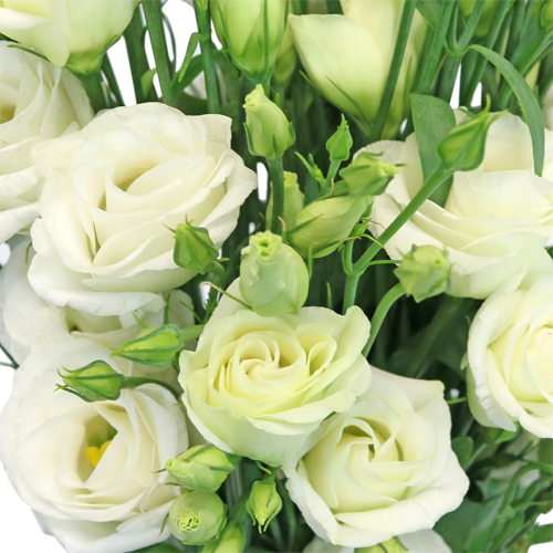White Mini Lisianthus Flower
